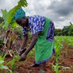 Why Commercial Agriculture in Africa Must Move Beyond Survival Farming