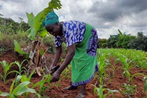 Why Commercial Agriculture in Africa Must Move Beyond Survival Farming