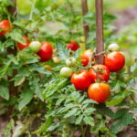 Why You Should Avoid Growing These Crops Too Close to Tomatoes