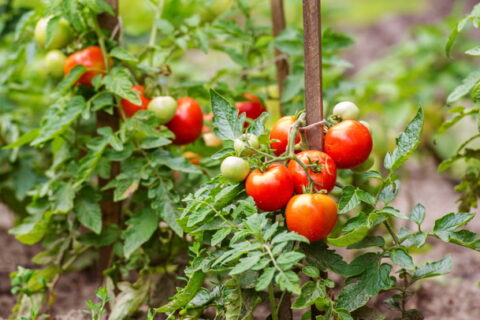 Why You Should Avoid Growing These Crops Too Close to Tomatoes