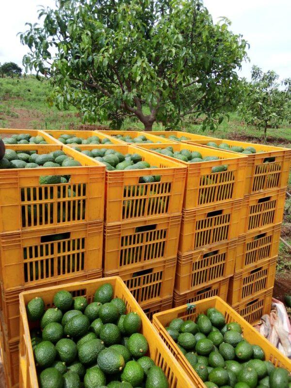 Hass avocado farming Kenya