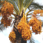 A Date tree from approved Date palm seedlings in Kenya