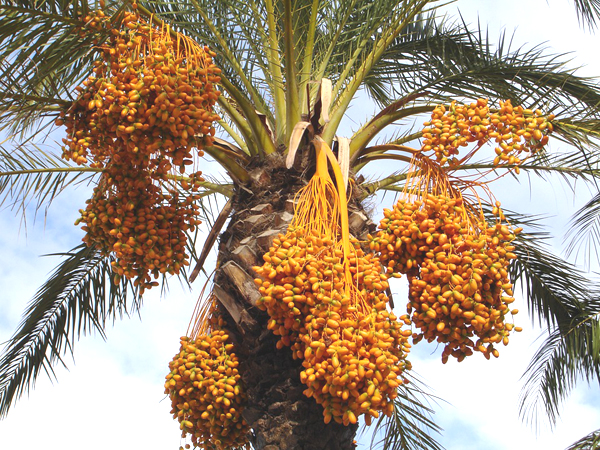 KENYA'S COSTLY SH359M DATE IMPORT BILL: 8 COUNTIES NOW BETTING ON DATE PALM SEEDLINGS 1 A Date tree from approved Date palm seedlings in Kenya