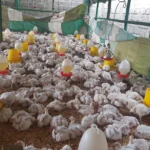 broiler marketing problem