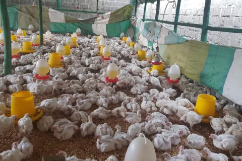 broiler marketing problem