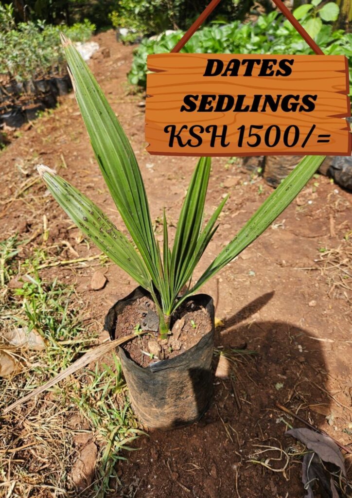 KENYA'S COSTLY SH359M DATE IMPORT BILL: 8 COUNTIES NOW BETTING ON DATE PALM SEEDLINGS 3 Date palm seedlings in Kenya available at farmers trend