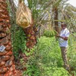 Date Farming in Kenya: How One Farmer Turns Dry Land Into Sh4 Million Per Hectare