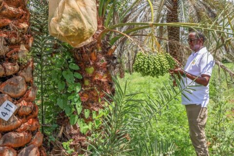 Date Farming in Kenya: How One Farmer Turns Dry Land Into Sh4 Million Per Hectare