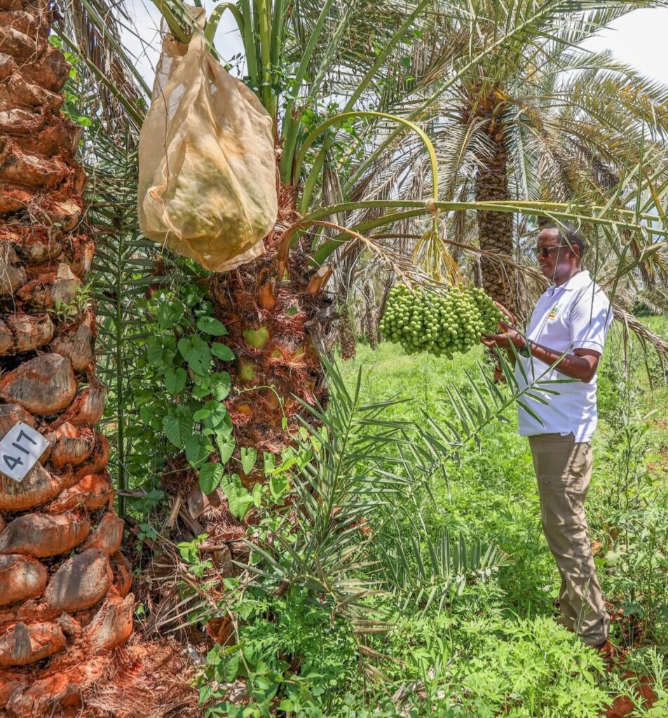 Date Farming in Kenya: How One Farmer Turns Dry Land Into Sh4 Million Per Hectare 1 Date Farming in Kenya: How One Farmer Turns Dry Land Into Sh4 Million Per Hectare