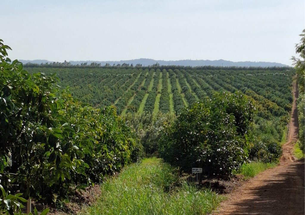 Hass avocado farming Kenya