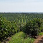 Hass Avocado Farming Kenya Advantage 2026 Guide: Sh14,000 Per Tree, Government Support, and Export Markets