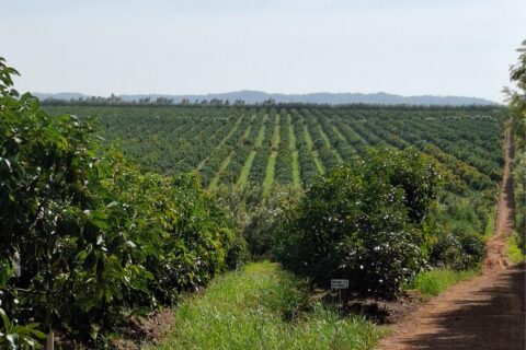 Hass Avocado Farming Kenya Advantage 2026 Guide: Sh14,000 Per Tree, Government Support, and Export Markets