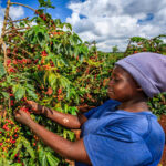 Coffee Sector Reforms: Transforming Kenya’s Coffee Industry