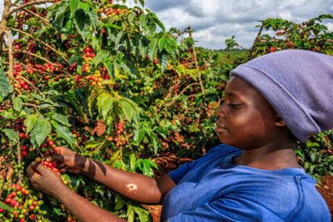 Coffee Sector Reforms: Transforming Kenya’s Coffee Industry