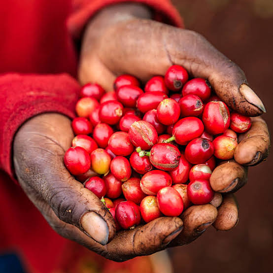 Coffee Sector Reforms Kenya 2026: The Complete Guide That Pays Farmers in 5 Days and Targets Sh250 Per Kg 1 Better Markets for Coffee Farmers Through Coffee Sector Reforms