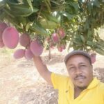 mango farming in Kenya