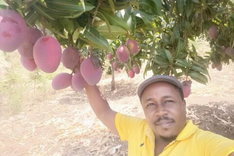 mango farming in Kenya