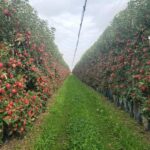 Kenyan Apple Farming