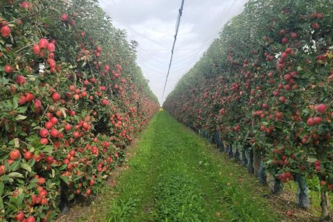 Kenyan Apple Farming