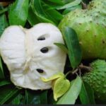Soursop - Health Claims - in - Kenya