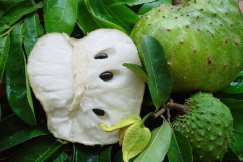 Soursop - Health Claims - in - Kenya