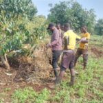 Avocado Fertilizer and Mulching Guide