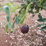 Why Are Avocado Fruits Falling? Causes of Premature Fruit Drop and How to Fix It