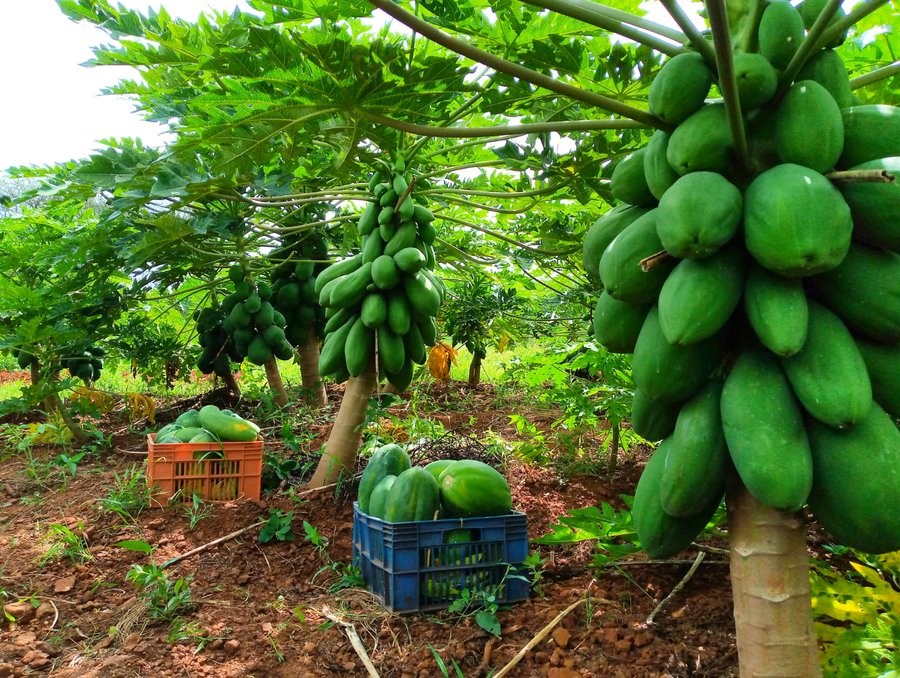 papaya-farming-in-kenya