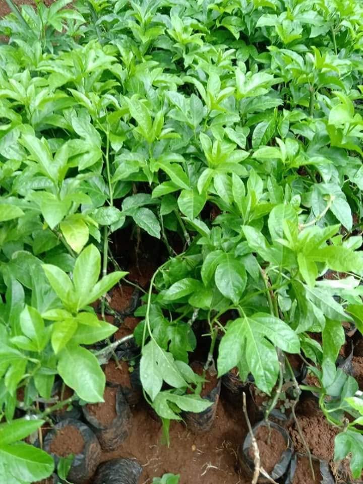 Passion Fruit Buyers From Uganda: What 5 Trucks a Week in Sirikwa Teach You About Market Power 2 Grafted Passion Fruit Seedlings