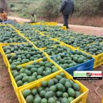 Hass Avocado Farming