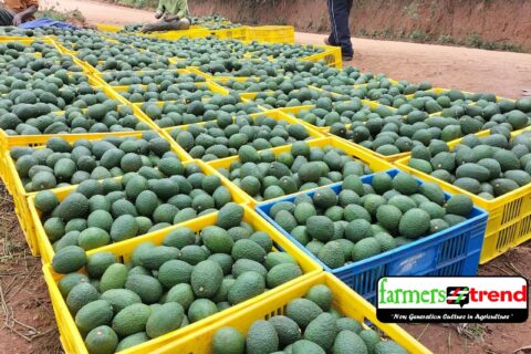 Hass Avocado Farming