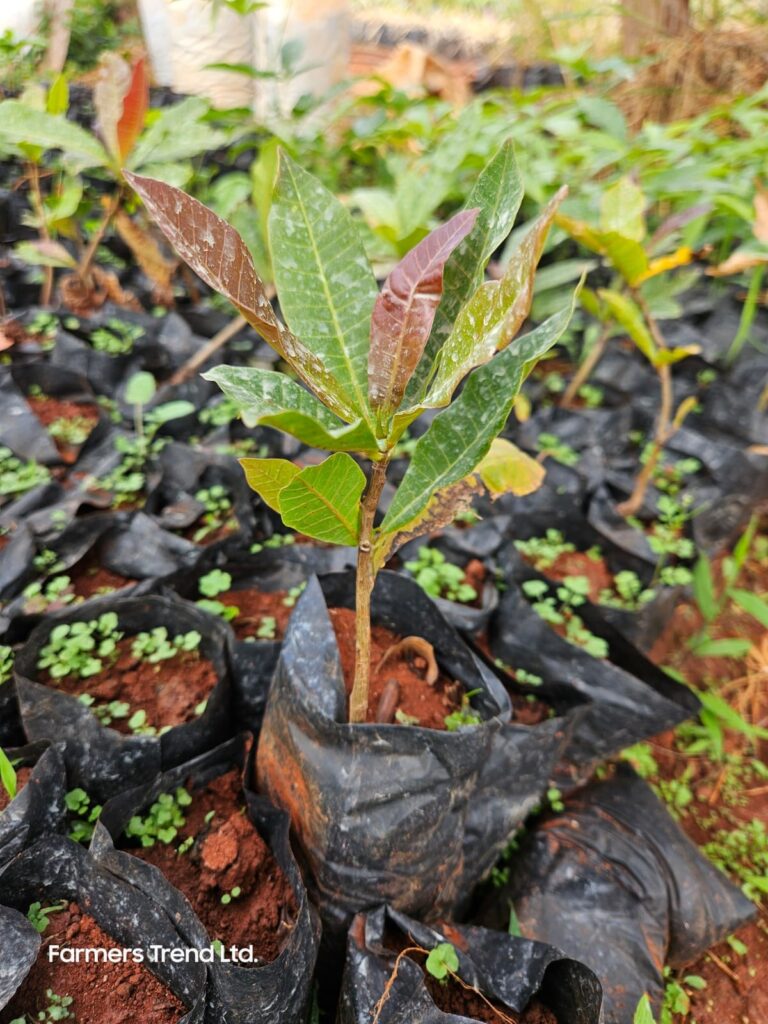 Cashew nuts seedling
