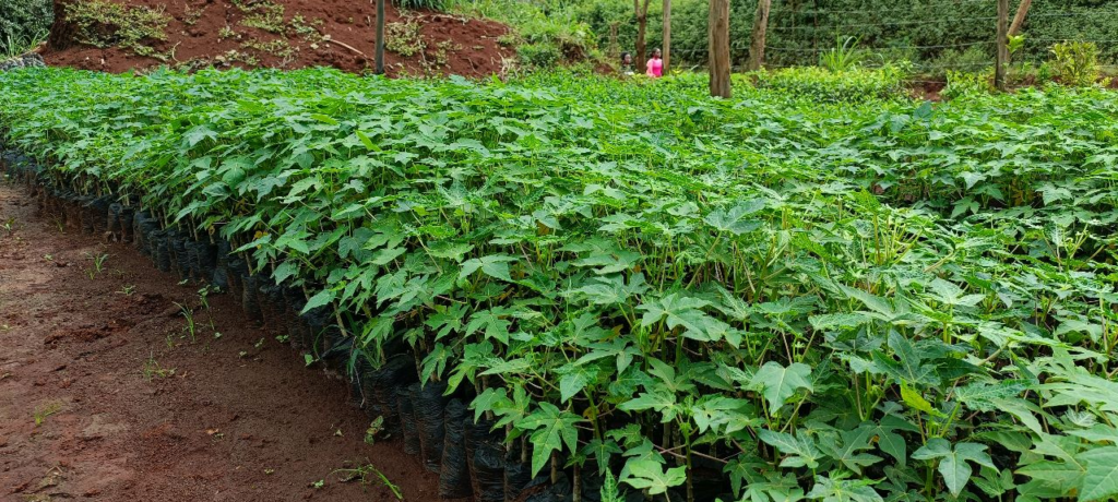 papaya-farming-in-kenya- seedlings