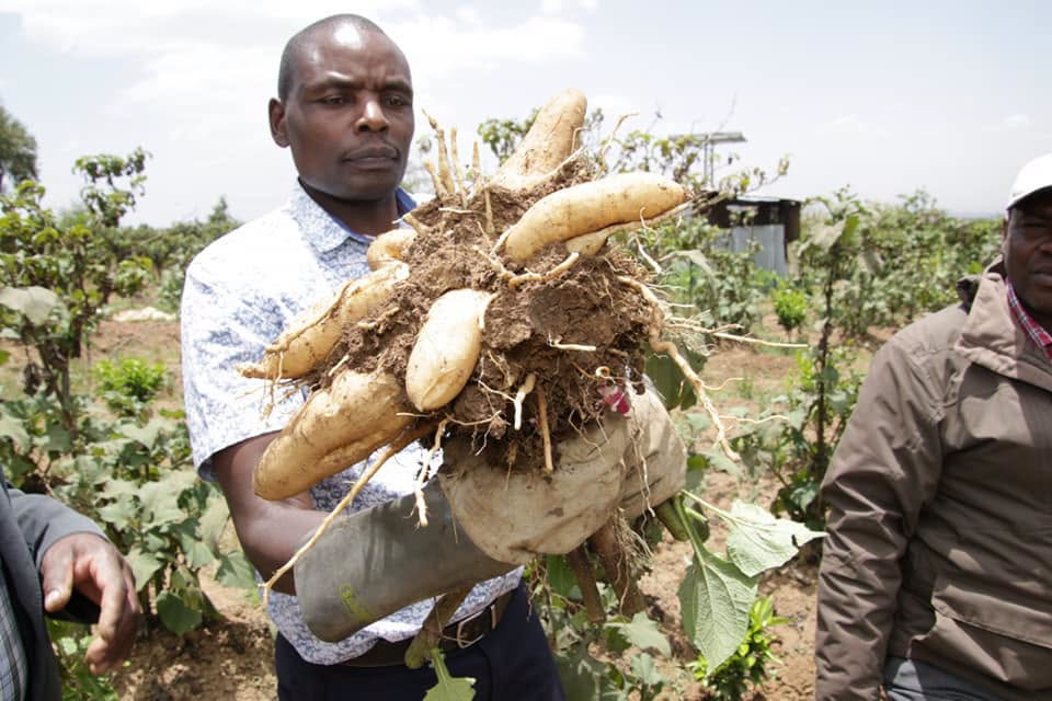 A farmer showcases a mature yacon plant with well-developed tubers during harvesting.
