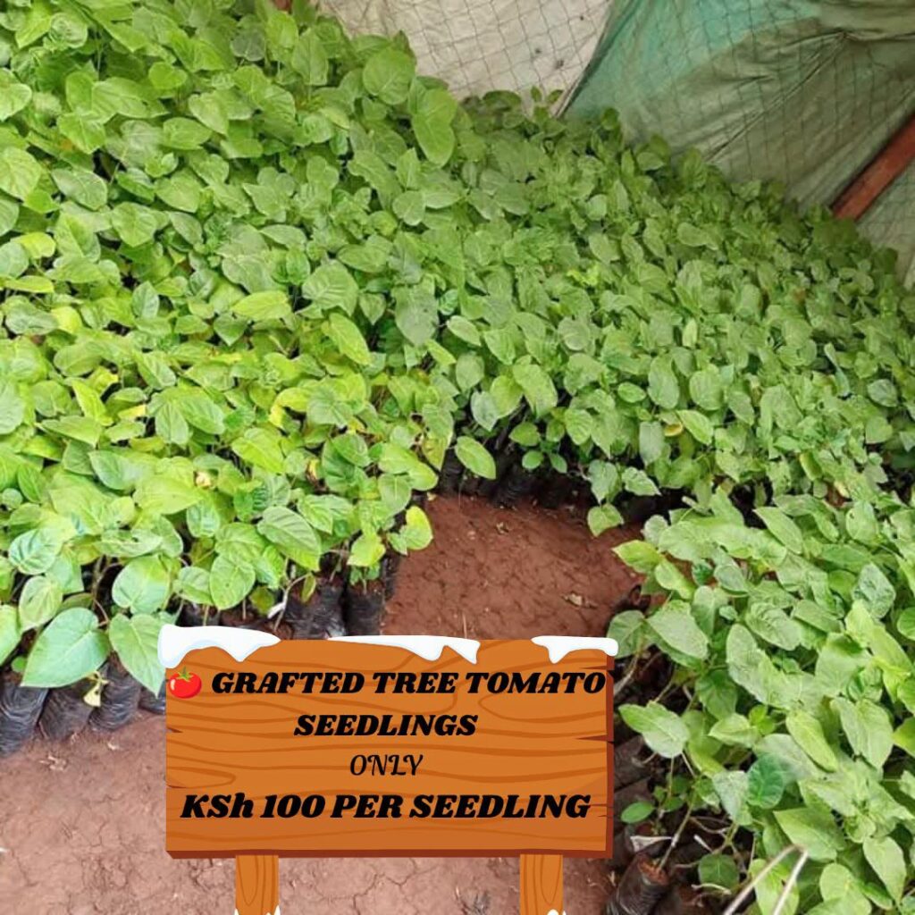 Grafted Red Oratia Tree Tomato Seedlings at KSh 100: Fruit in 8 Months, Harvest Weekly for 6 Profitable Years 4 grafted-red-oratia-tree-tomato-seedlings