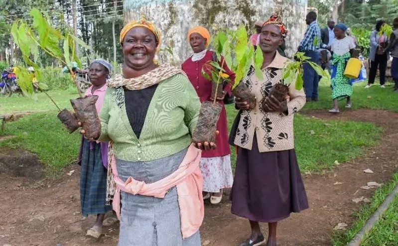 Avocado Farming in Nakuru Grows as County Invests Sh110 Million to Support Farmers 1 Avocado Farming in Nakuru Grows as County Invests Sh110 Million to Support Farmers