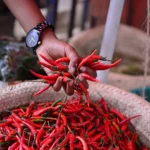 China Market Opens for Kenyan Dried Chillies With Strict Rules on Safety, Processing and Certification