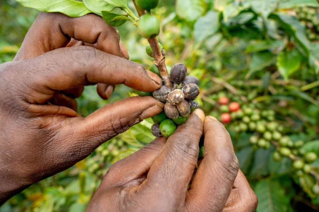 Climate-Resilient Coffee Varieties Help Kenyan Farmers Protect UK Coffee Supply