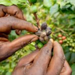 Climate-Resilient Coffee Varieties Help Kenyan Farmers Protect UK Coffee Supply