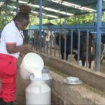 Dairy Farming in Kenya