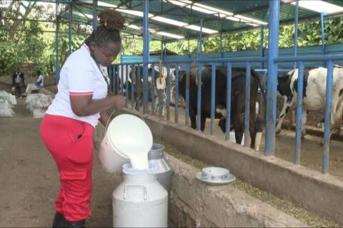 Dairy Farming in Kenya