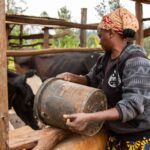 Dairy Farming in Kenya Could Produce More Milk Through Better Cattle Breeding and Nutrition