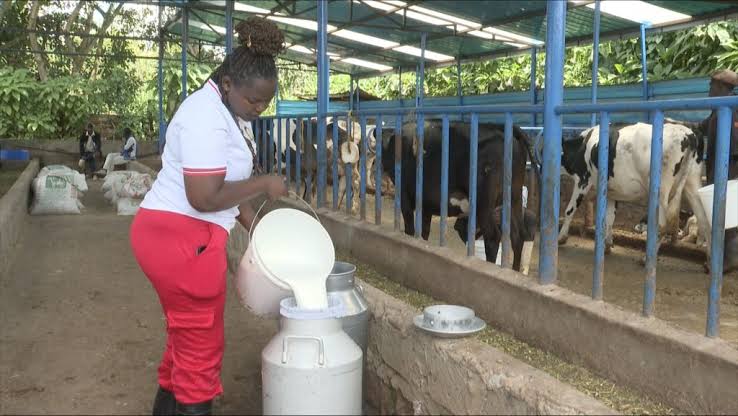 Dairy Farming in Kenya