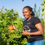 Integrated pest management (IPM) helps farmers maintain healthy crops by combining prevention, regular monitoring and sustainable pest management practices, reducing reliance on chemical pesticides. Image: © CABI