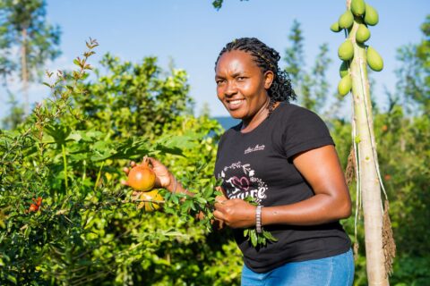 Integrated pest management (IPM) helps farmers maintain healthy crops by combining prevention, regular monitoring and sustainable pest management practices, reducing reliance on chemical pesticides. Image: © CABI
