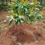 How to Properly Fertilize Young Hass Avocado Trees: Ring Method and Common Mistakes