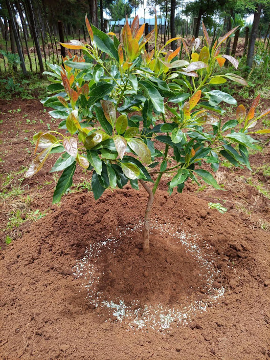 How to Properly Fertilize Young Hass Avocado Trees: Ring Method and Common Mistakes