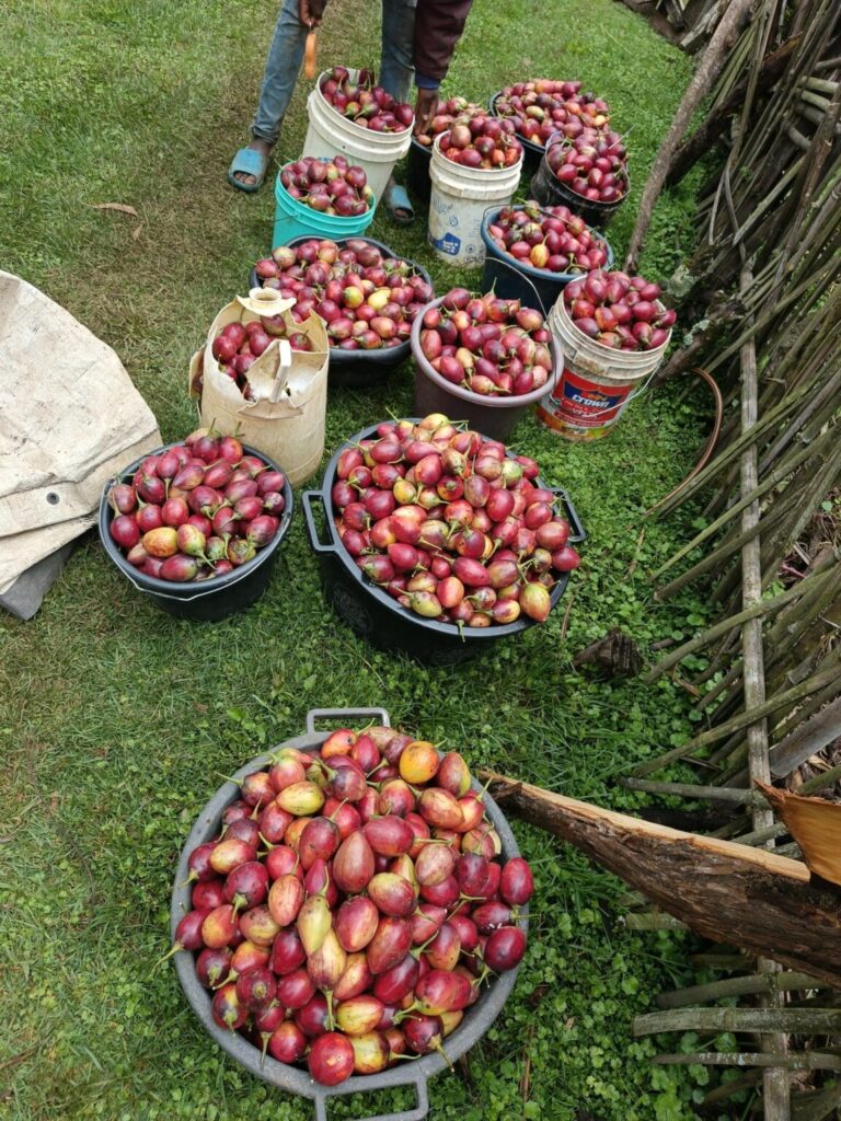 Grafted Red Oratia Tree Tomato Seedlings at KSh 100: Fruit in 8 Months, Harvest Weekly for 6 Profitable Years 3 grafted-red-oratia-tree-tomato