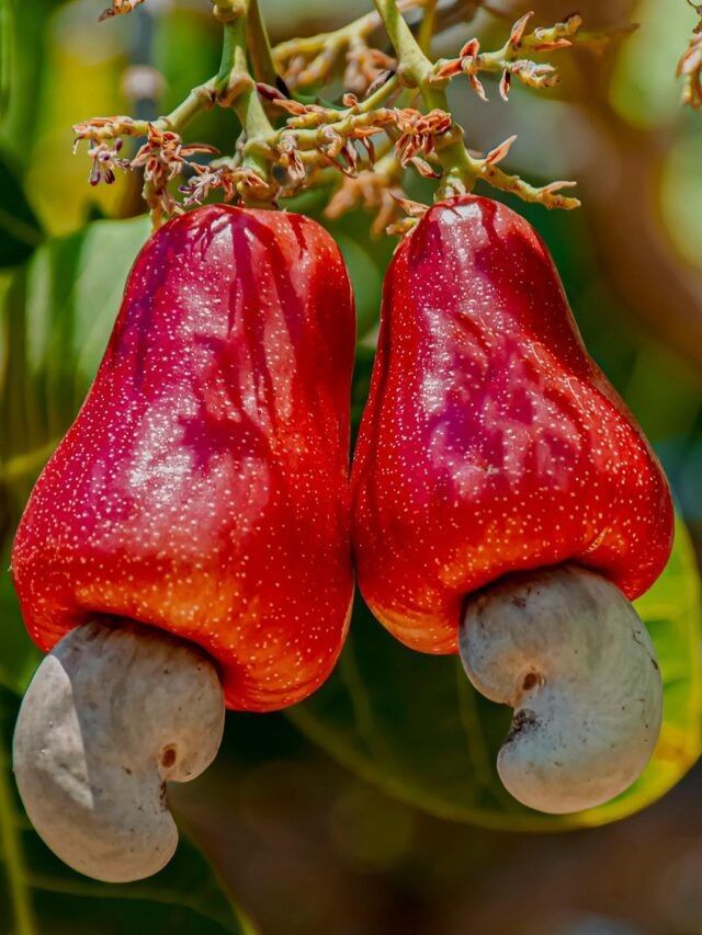 Cashew nuts