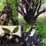 Jaboticaba -Seedlings -results - under - good - management